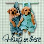 hanging.jpg
